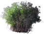 Red Mangrove